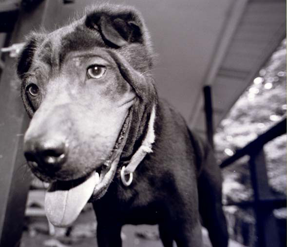 Picture of Hector the dog